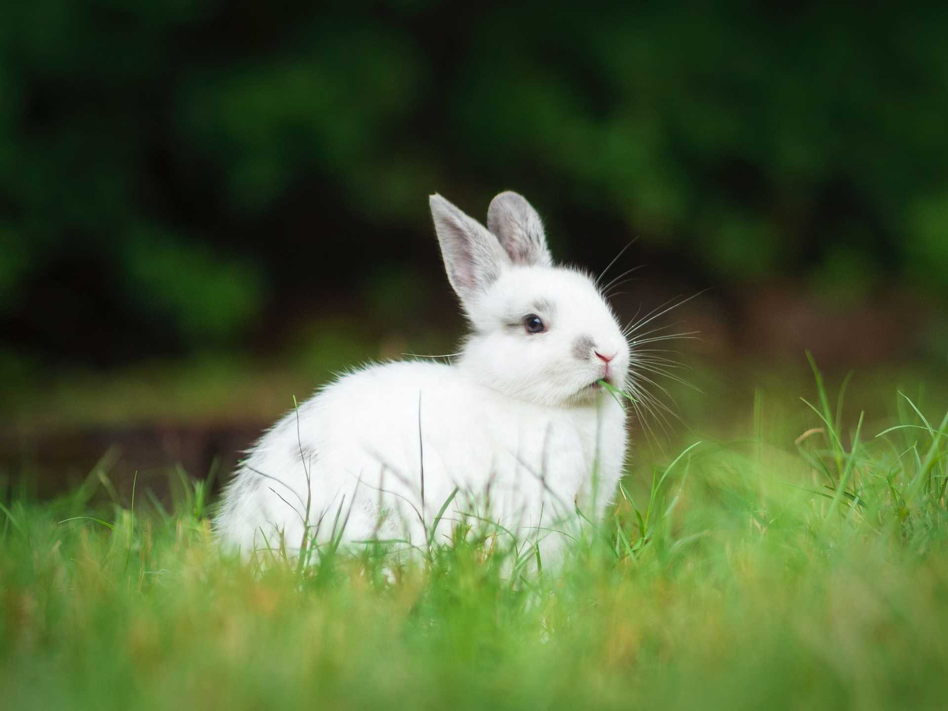Lapin